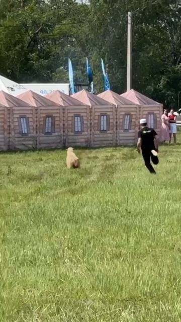 Сабантуй в Пономаревском районе ловят барана 🐏