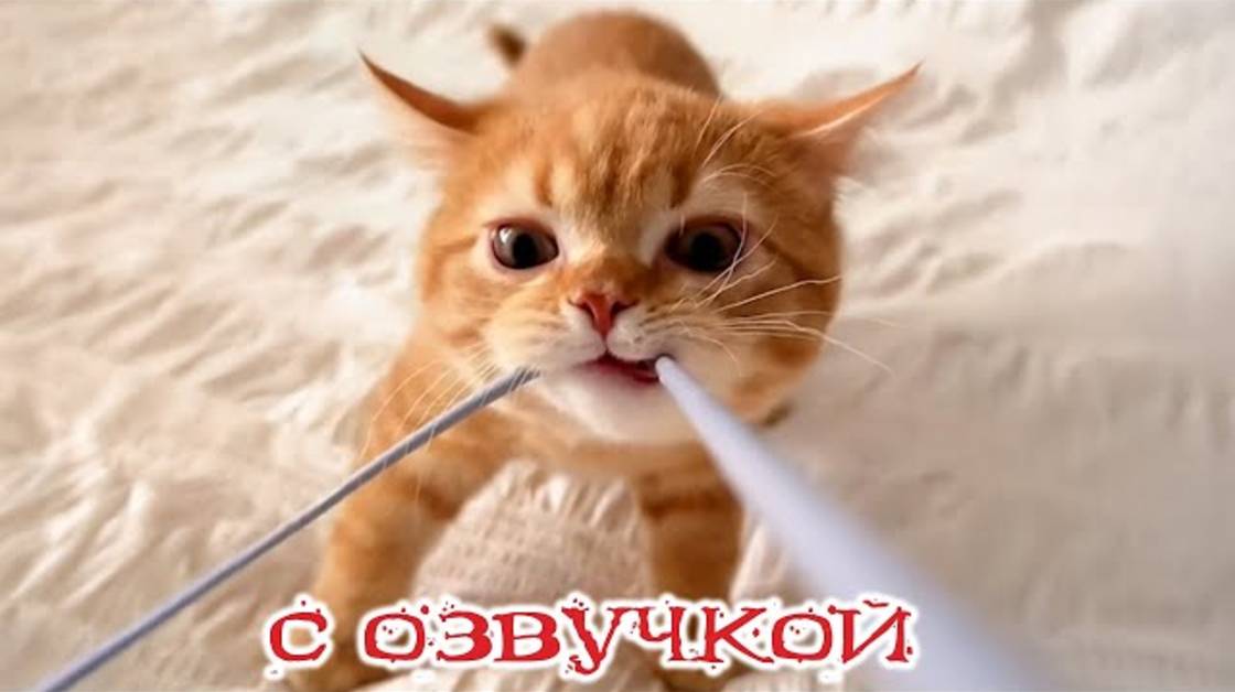 Приколы с котами! - С ОЗВУЧКОЙ! Самые смешные животные! Смешные видео с котами!