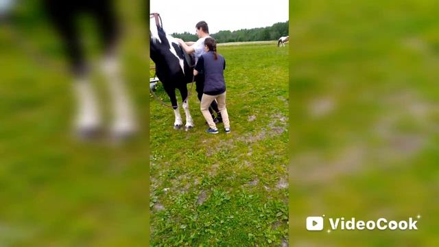 начинаем кататься на лошадях