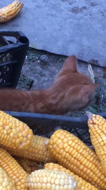 Ginger kitten among corns #kitten #gingerkitten