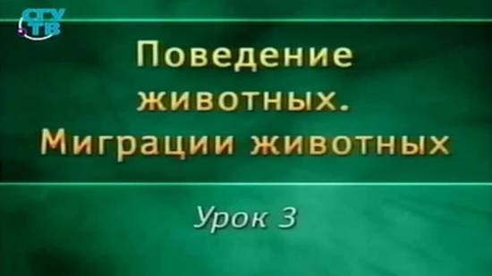 Миграции животных # 3. Воздушные миграции