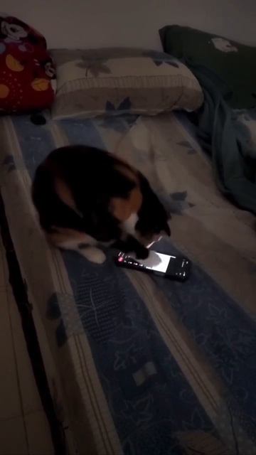 🐈 Котскроллинг