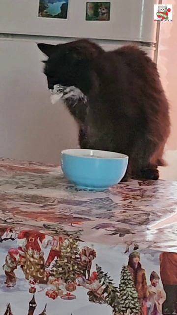 Чёрный риэлтор Алик свой день начал как обычно 🌞❤️🐈⬛