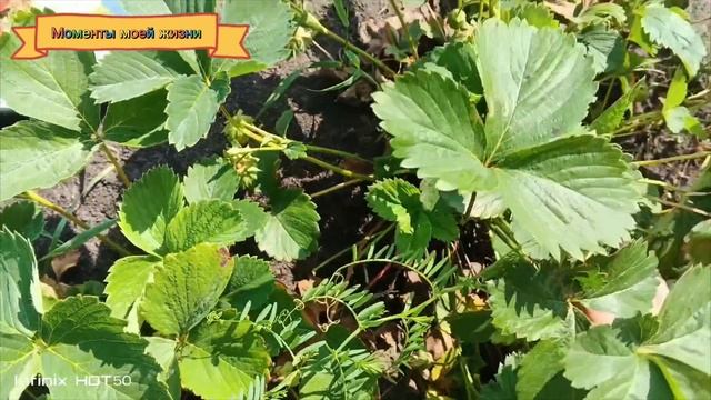 Субботний влог.7 июня 2025 года.Распаковка продуктов.Сбор клубники.Готовлю окрошку