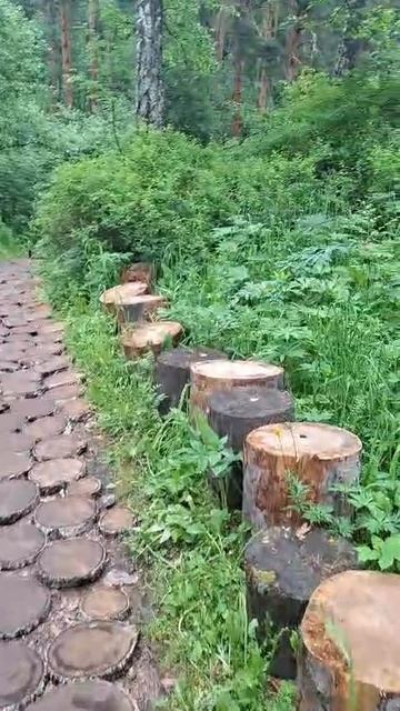 Сказочная тропинка из срезов пенёчков на маршруте Бирюзовой Катуни 🌲