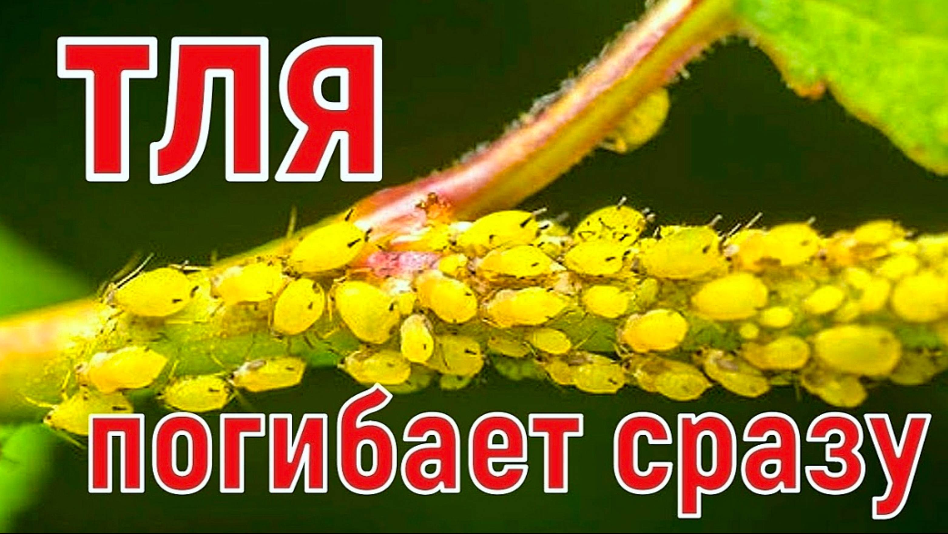 СРЕДСТВО ОТ ТЛИ