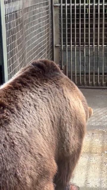Бурый медведь в зоопарке дома отдыха Троицкое на Клязьминском водохранилище