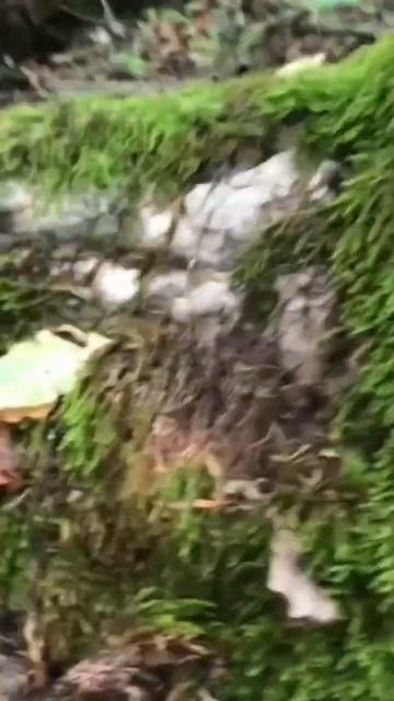 Touching moss in the forest #relaxingsounds #asmr #nature #natureasmr