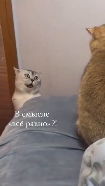 @video_smeshnyе.mp4