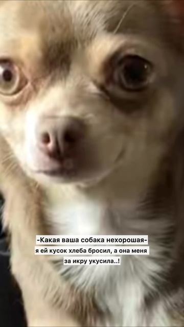 Анекдоты про собак