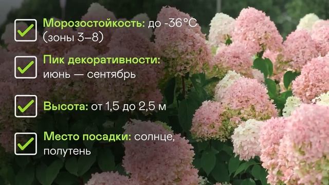 Топ 23 тенелюбивых многолетников для самых тёмных уголков