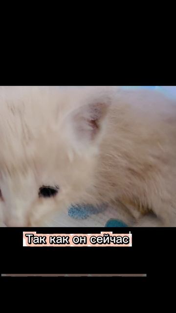Котенок-десантник)