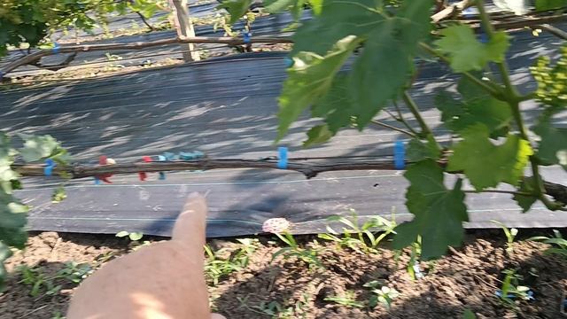 ГФ Экстрим(Щенников В. А.) на 07.06.25г.виноградник Король В. Н. г.Краснодар Slava.King2007@mail