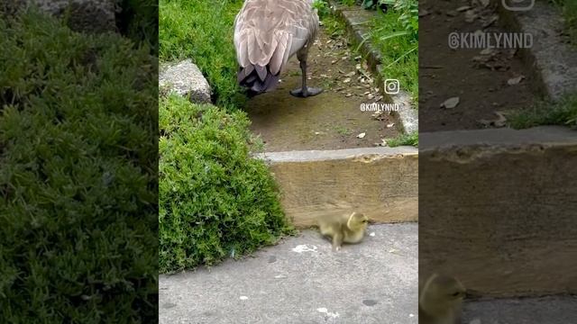 🐤🐤🐤