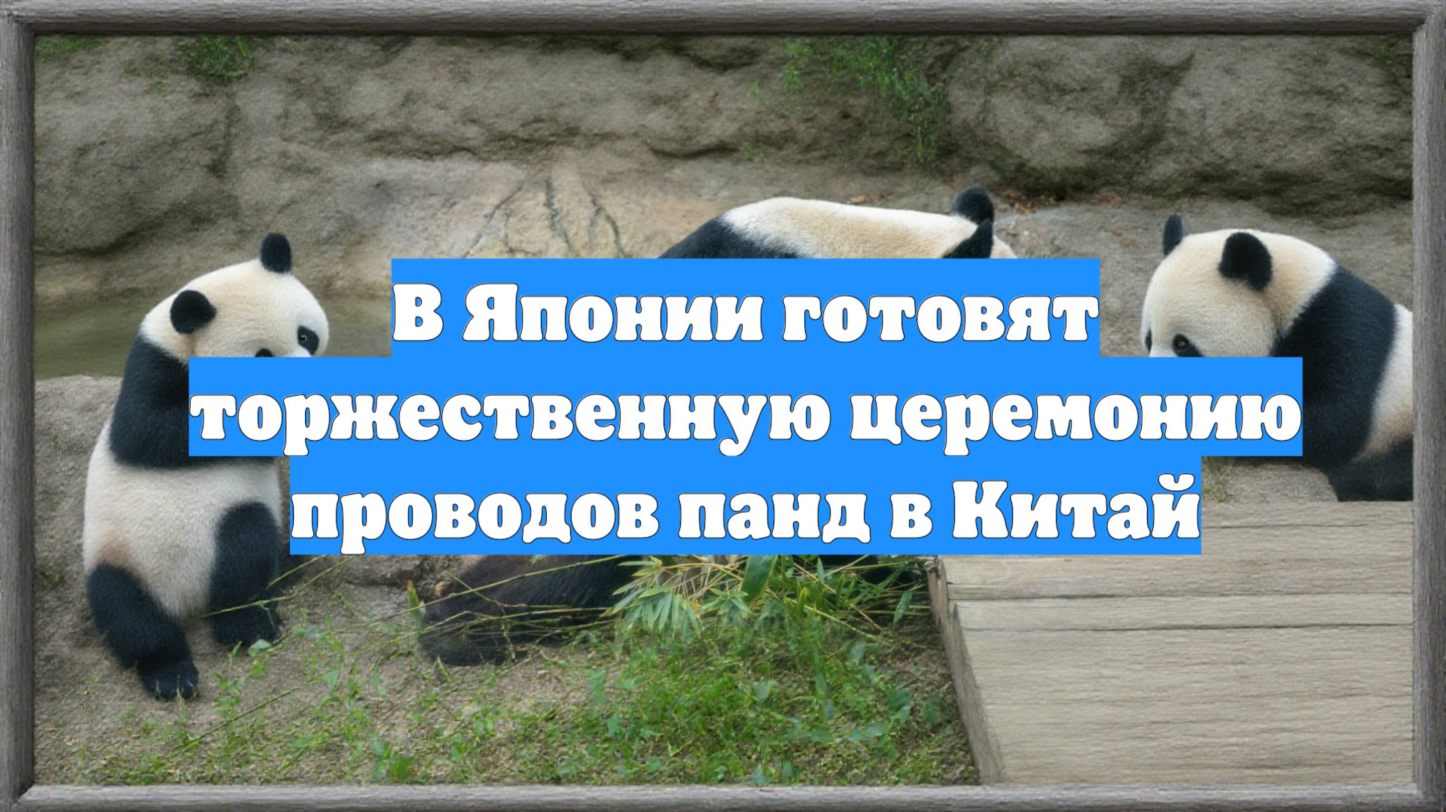 В Японии готовят торжественную церемонию проводов панд в Китай