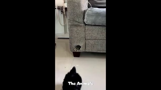 Приколы с животными!