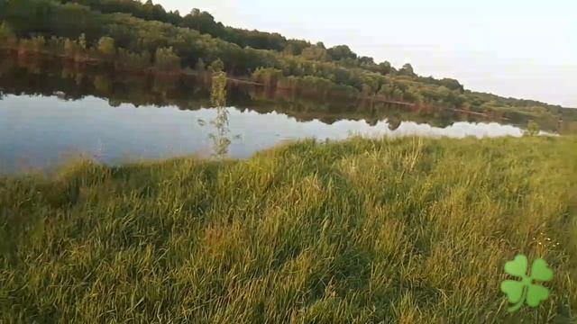 Дикие комары . вот сколько у реки .