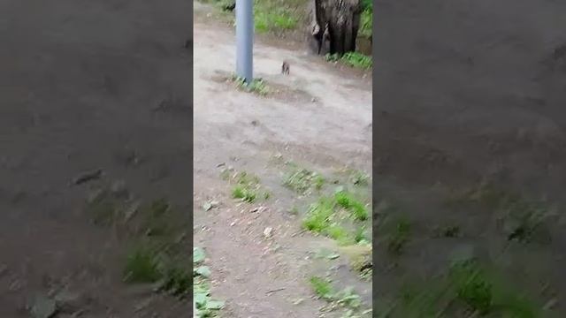 Белочка привела в восторг и умиление Владу.