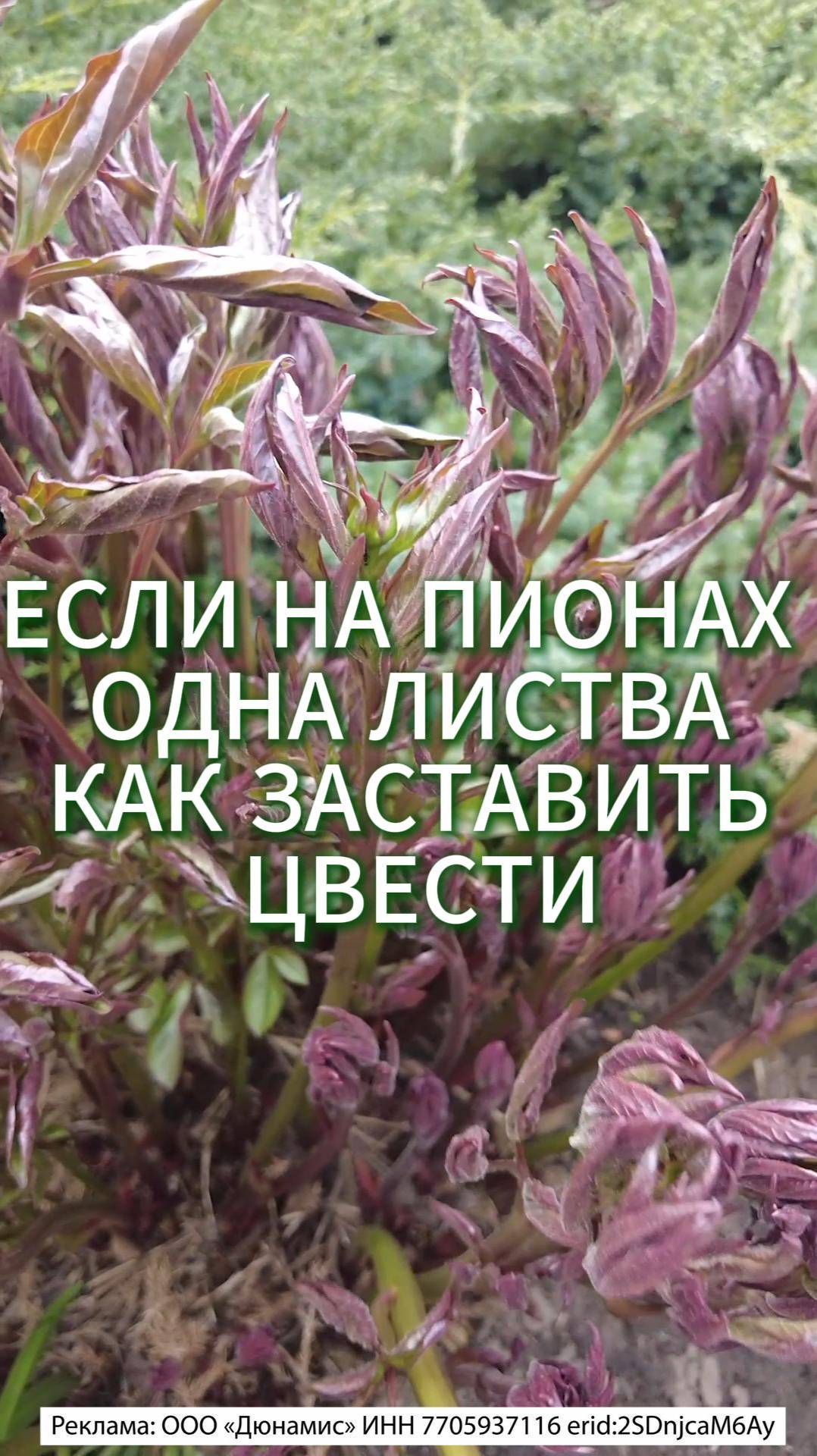 ПИОНЫ  НЕ ЦВЕТУТ - ОДНА ЛИСТВА  КАК ЗАСТИВИТЬ ЦВЕСТИ ПИОНЫ #огород #садоводничество #сад