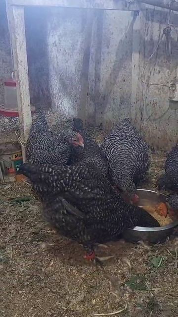 VID-20250603-WA0010.mp4