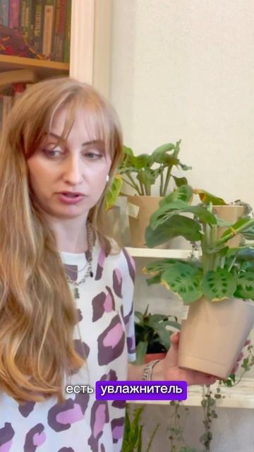Маранта - уход и полив. Питомник комнатных растений