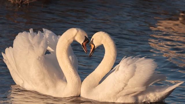 Eugen Doga - Waltz. (My Sweet and Tender Beast) Мой ласковый и нежный зверь.