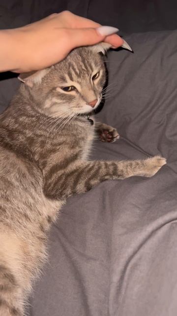 Котя 🐱