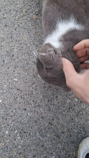 Встретил котика. Жизнь моими глазами