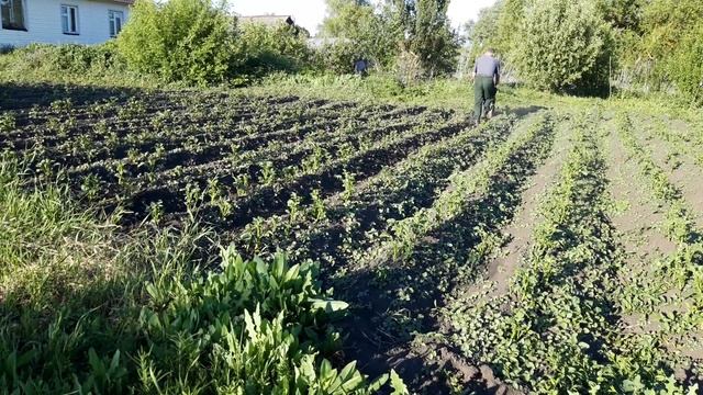 мини-мотоблок в деле и сделаны выводы по дальнейшим переделкам