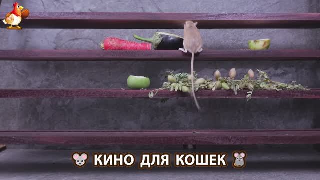Видео для кошек про крысок развлекать питомцев 🐭🐀😂 (147)
