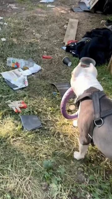 Amstaff Boy  засрали весь город