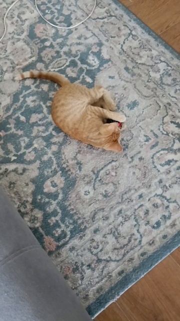 перешли к котюнку чипсу