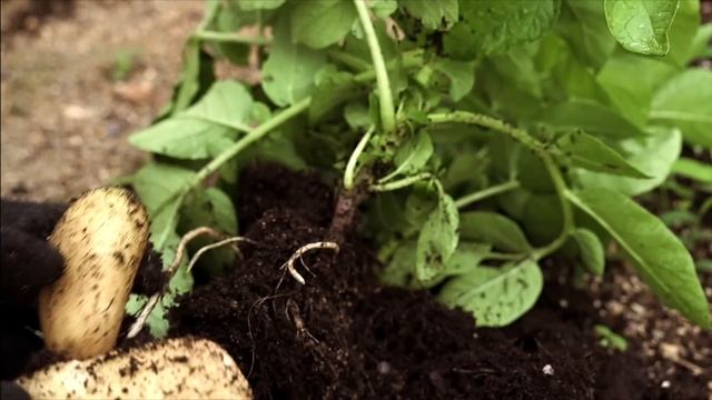 Monkeys Ruined My Potatoes Before I Could Harvest