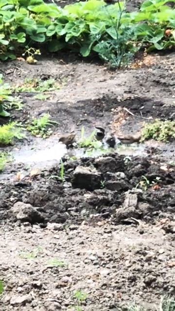 Sparrows bathe #sparrow #nature #birds