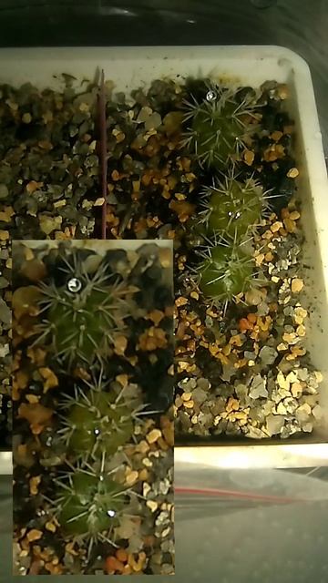 Кактусятам🌵6 месяцев, 07.06.2025, Часть 6, не теряю надежды