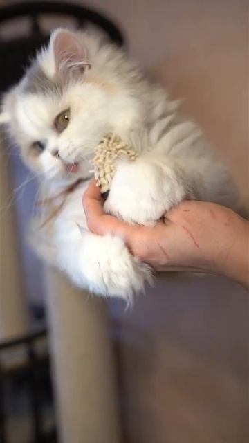 Игрушка для кошек с отборной кошачьей мятой с функцией ухода за зубами в виде пятнистого шарика