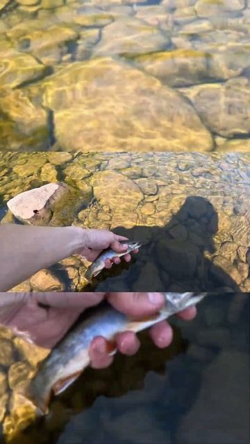 Мальма #рыбалка #горнаярыбалка  #поймалотпусти #девушкарыбак