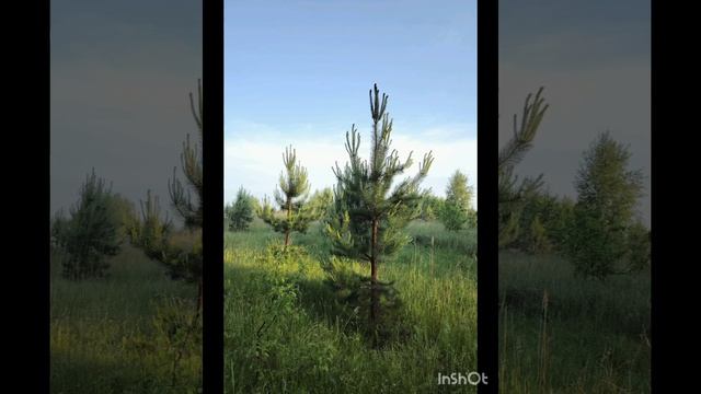 7 июня Рассвет