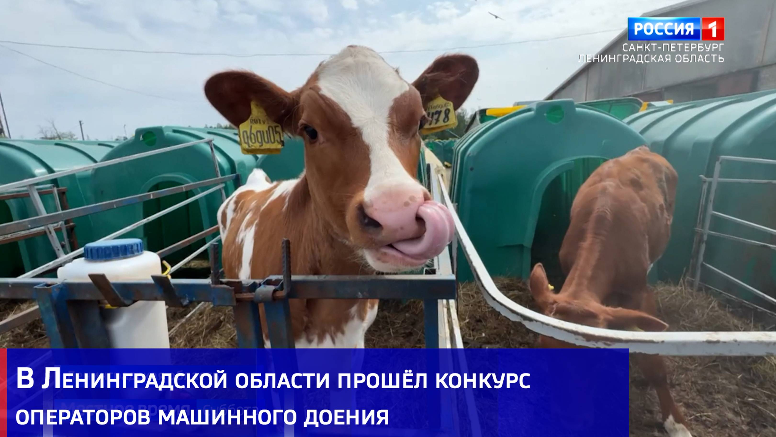 В Ленинградской области прошёл конкурс операторов машинного доения