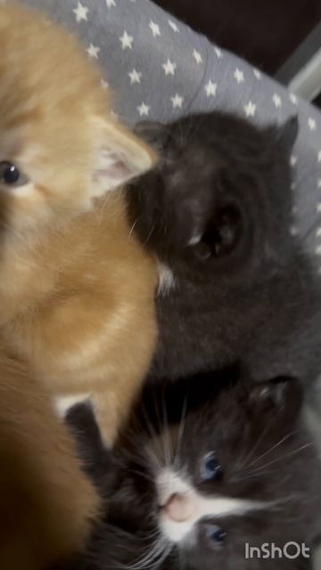 очаровательные котята от очень умной кошки