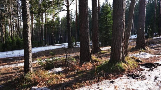 Наступающая весна на горнолыжной трассе. Пение птиц и тающий снег