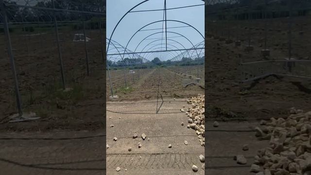 Подготавливаем площадку под холодильный комплекс и насыпаем подъездные дороги