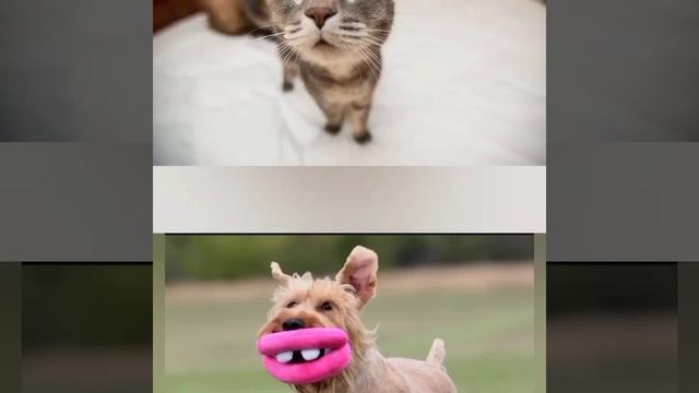 4 собаки и 4 кота ,которые пугают и одновременно смешат!!!