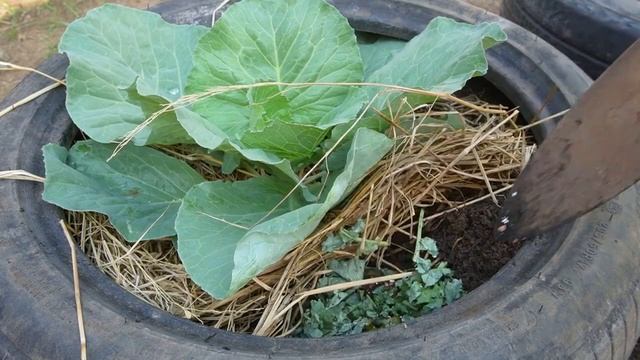 Как вырастить капусту в автомобильных шинах