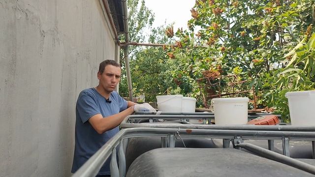 Полив удобрениями перед цветением винограда.