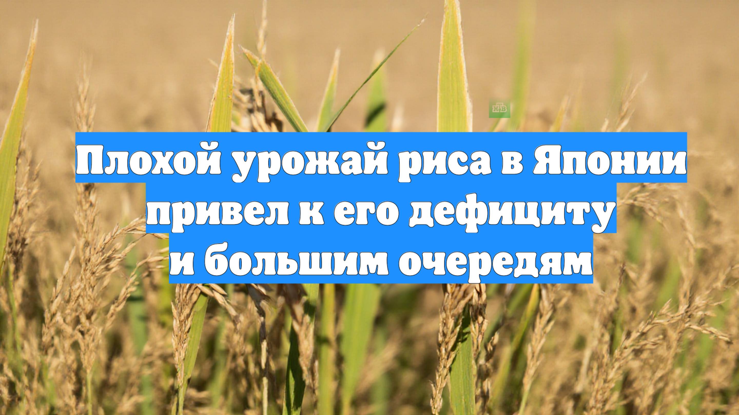 Плохой урожай риса в Японии привел к его дефициту и большим очередям
