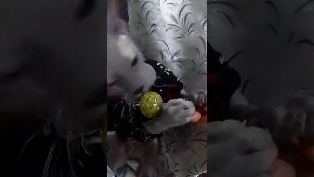 Кошачий Чупа-Чупс/Chupa Chups cat❤️ #animals #cat #sphynx