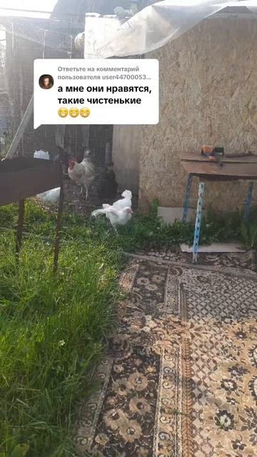 Бройлеры