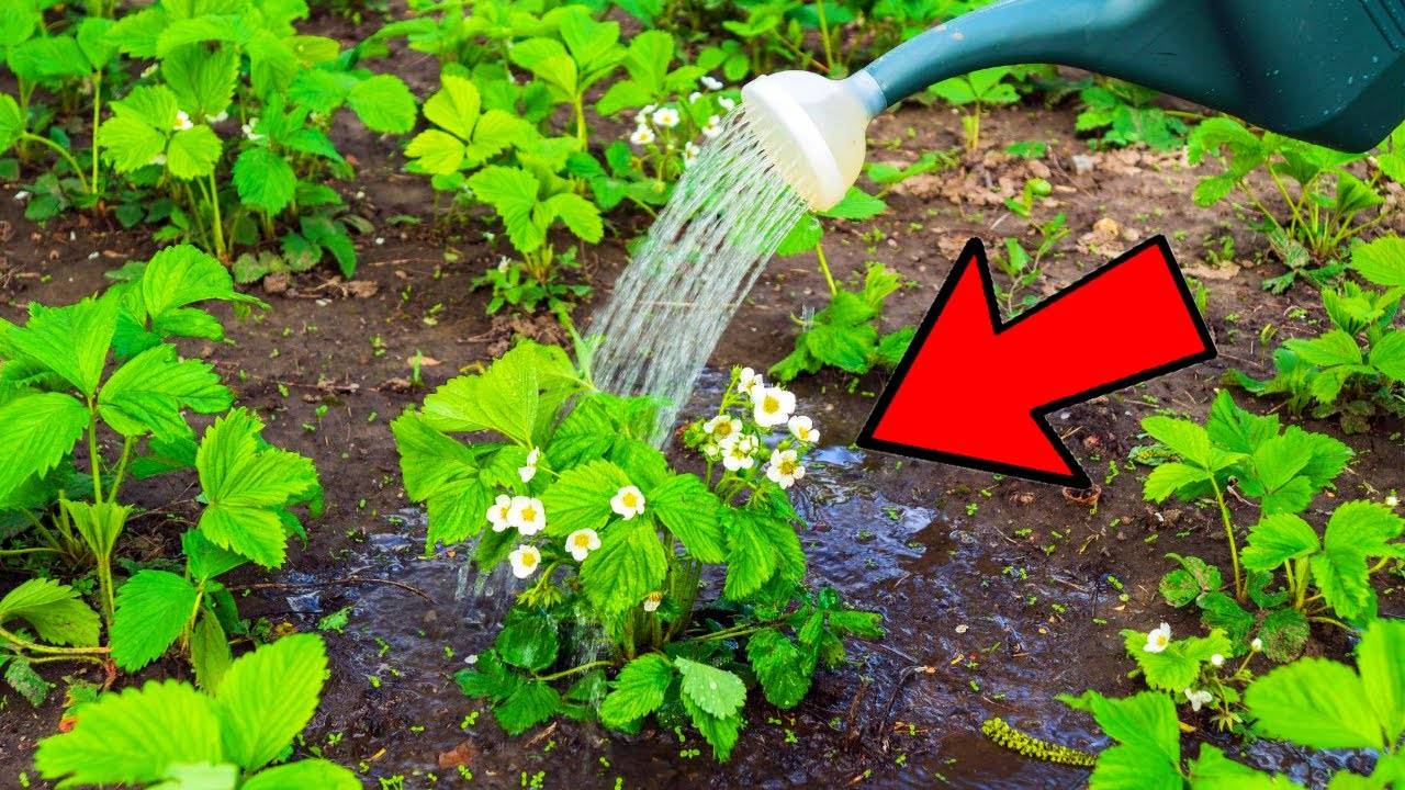 От 2 кг клубники с куста! Подкармливаю этим — и урожай растёт!