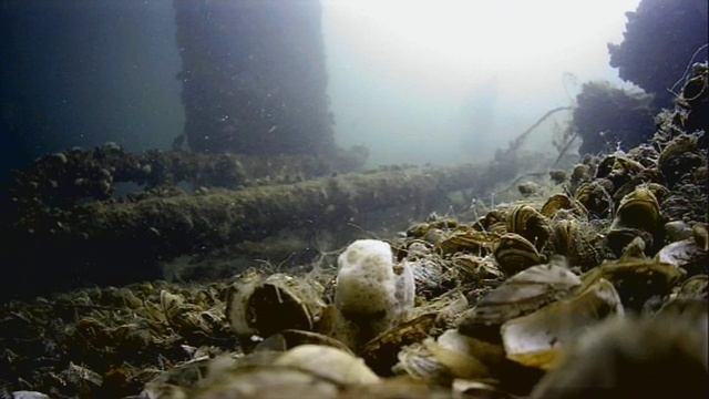 1000044307.mp4Волга гл.5м.07.06 2025г.
